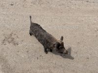 Tiere im Parc Omega (1)
