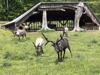 Tiere im Parc Omega (2)