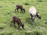 Tiere im Parc Omega (3)