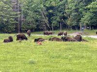 Tiere im Parc Omega (4)