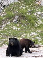 Tiere im Parc Omega (7)