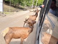Tiere im Parc Omega (8)