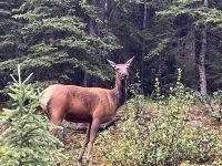 wild am Straßenrand