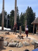 ...auf dem Grouse Mountain (2)