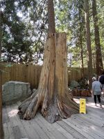 An der Capillano Suspension Bridge (1)