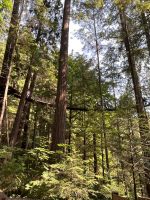 An der Capillano Suspension Bridge (7)