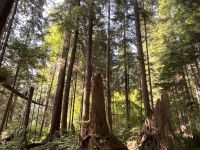An der Capillano Suspension Bridge (8)