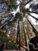 An der Capillano Suspension Bridge (10)