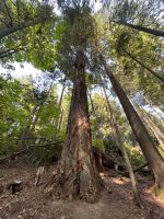 An der Capillano Suspension Bridge (13)