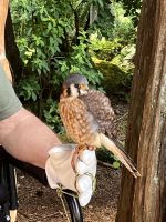 An der Capillano Suspension Bridge (14)