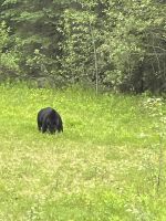 Eindrücke am Peyto Lake (1)