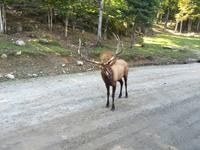 211 Omega Wildpark