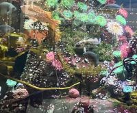 Das Aquarium im Flughafengebaeude Vancouvers