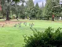 Canada Gaense spielen Golf in Vancouver