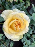 Eine von 300 Rosenarten