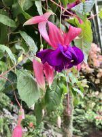 Fuchsie in den Haengenden Gaerten des Butchart Garten