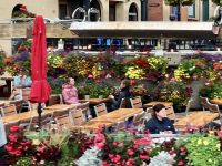 Blumen ueberall in Victoria