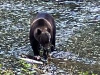 Hmm wo hat denn der den Lachskaviar versteckt ?