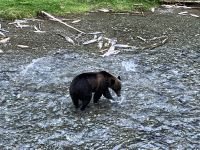 Weshalb verschwinden die alle ?