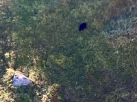 Ein Baer vom Heli aus