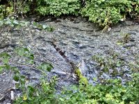 Lachse im Fish Creek