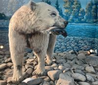 Der ausgestopfte Grizzly von Houston