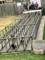 Das Huehner und Enten Rennen auf dem Fort