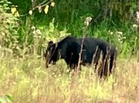 Schwarzbaer bei Strassenrand