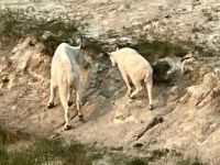 Die andere Schneeziege mit ihrem Kitz