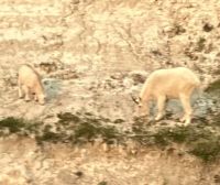 Die eine Schneeziege mit ihrem Kitz