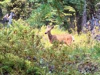 Das Reh scheut sich vor niemandem