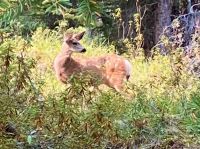 Wo ist denn Bambi geblieben