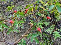 Das Windroeschen aus Alberta