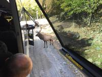 213 Omega Wildpark