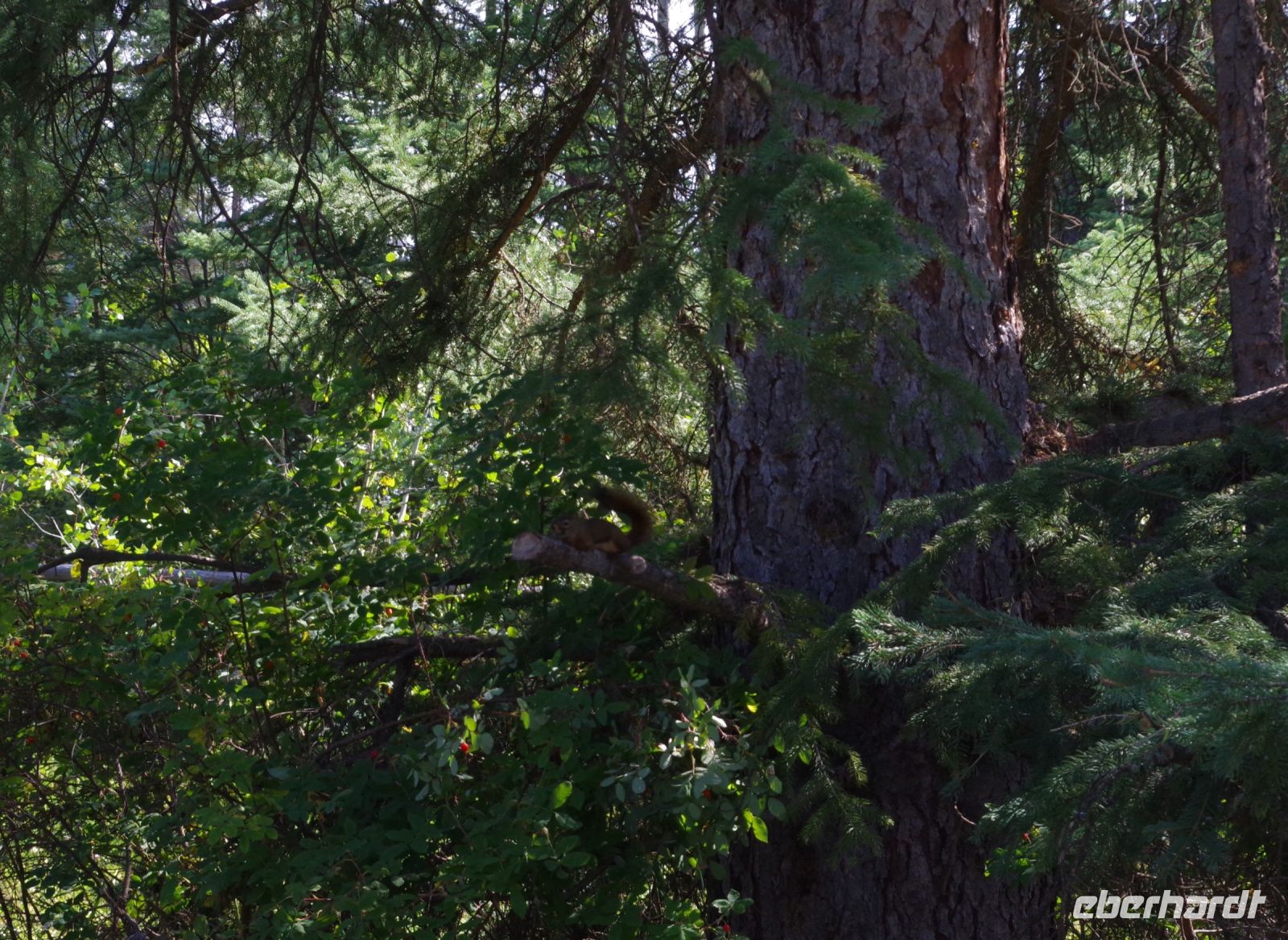 Eichhörnchen an den Sunwapta Falls