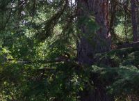 Eichhörnchen an den Sunwapta Falls