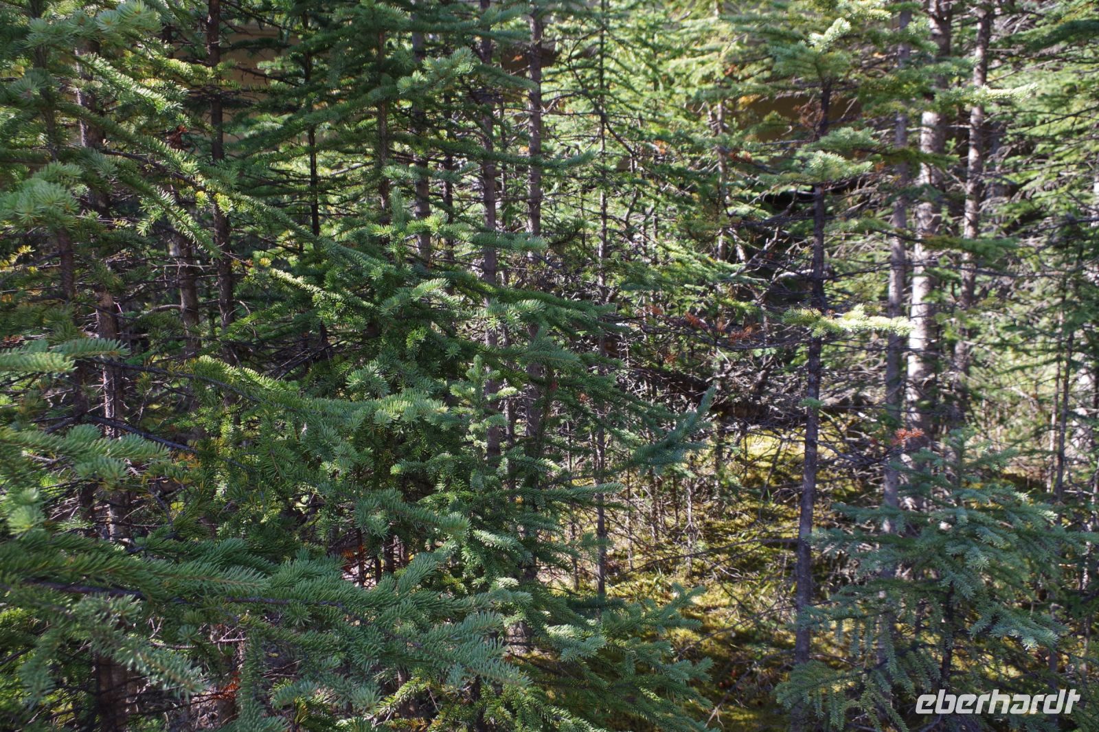 Wald um die Athabasca Falls
