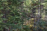Wald um die Athabasca Falls