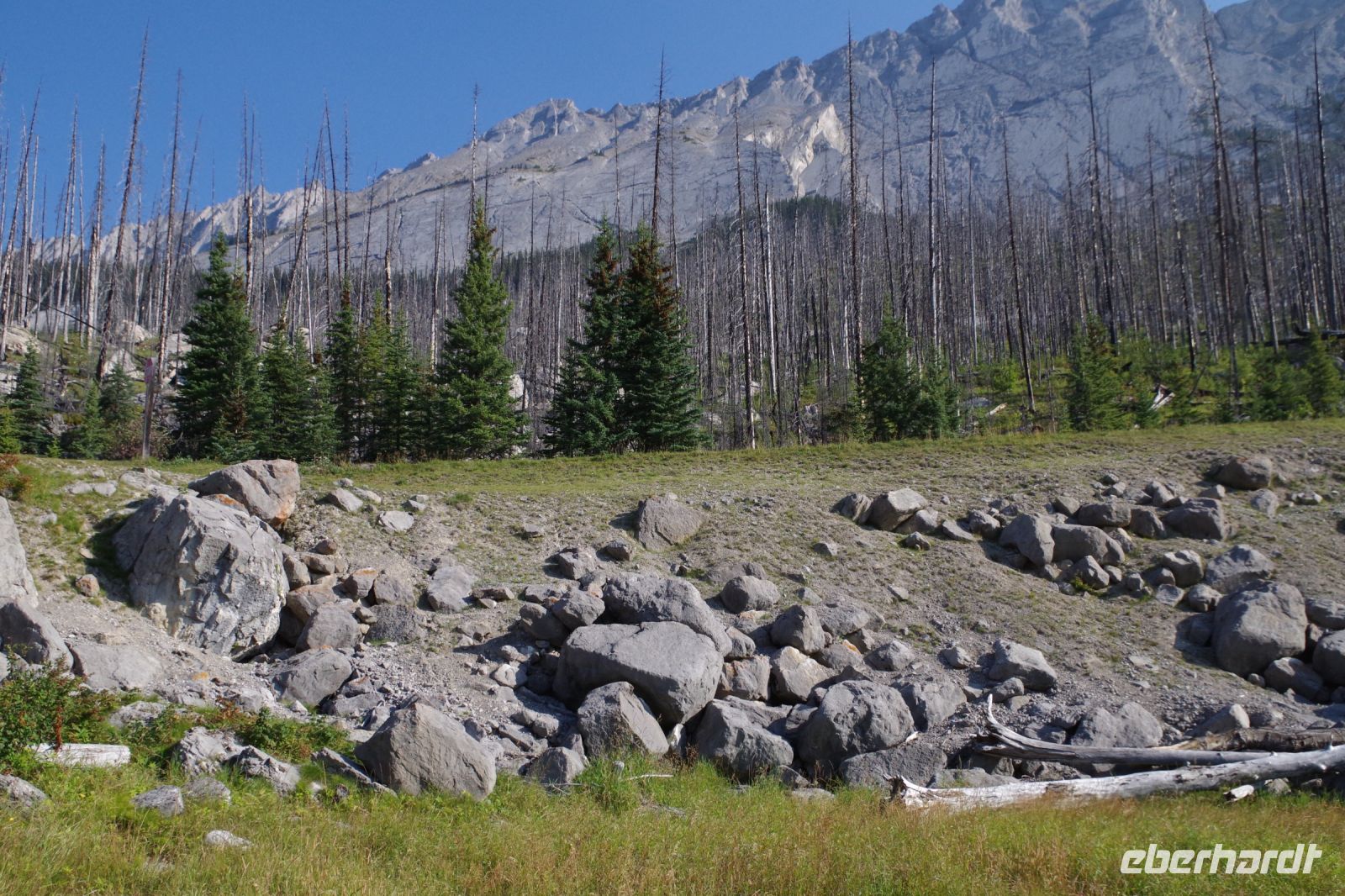 Ehemaliger Waldbrand am Medicine Lake 2