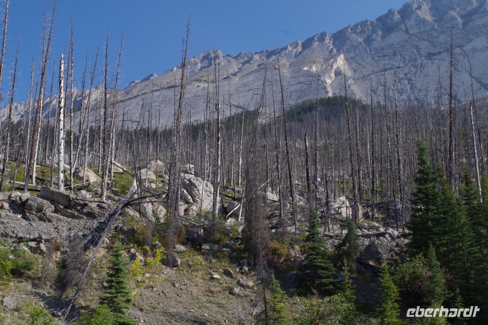 Ehemaliger Waldbrand am Medicine Lake