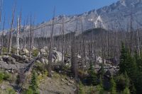 Ehemaliger Waldbrand am Medicine Lake