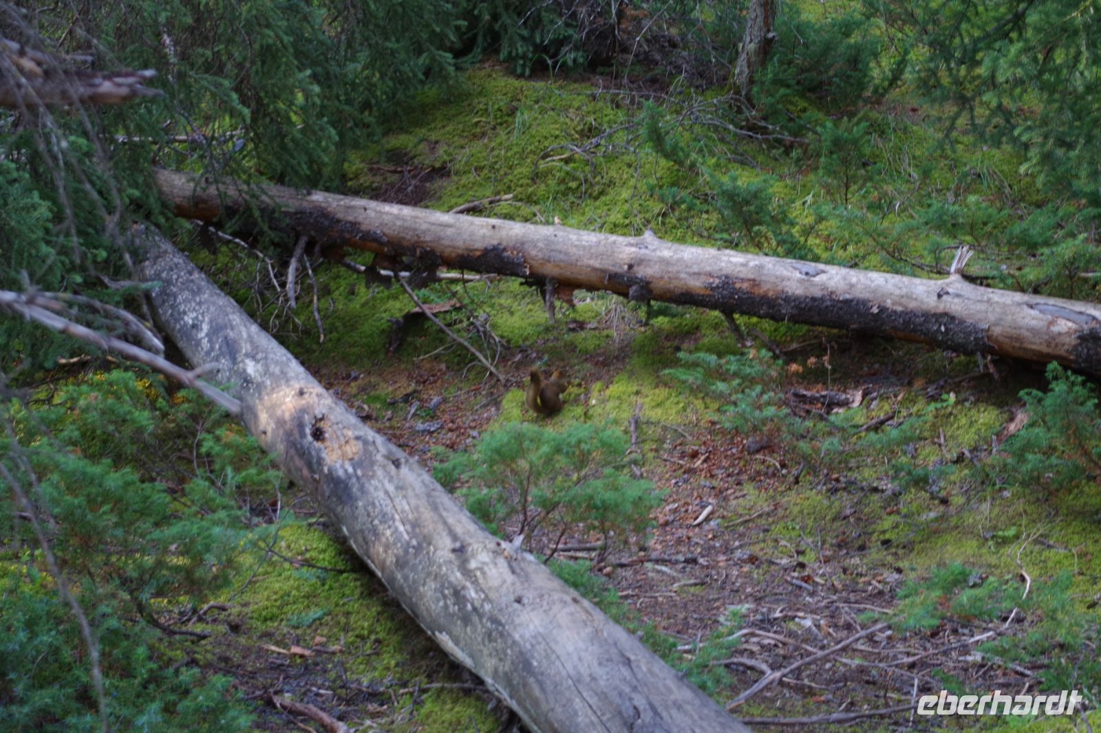 Eichhörnchen am Maligne Canyon 2