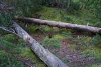 Eichhörnchen am Maligne Canyon 2