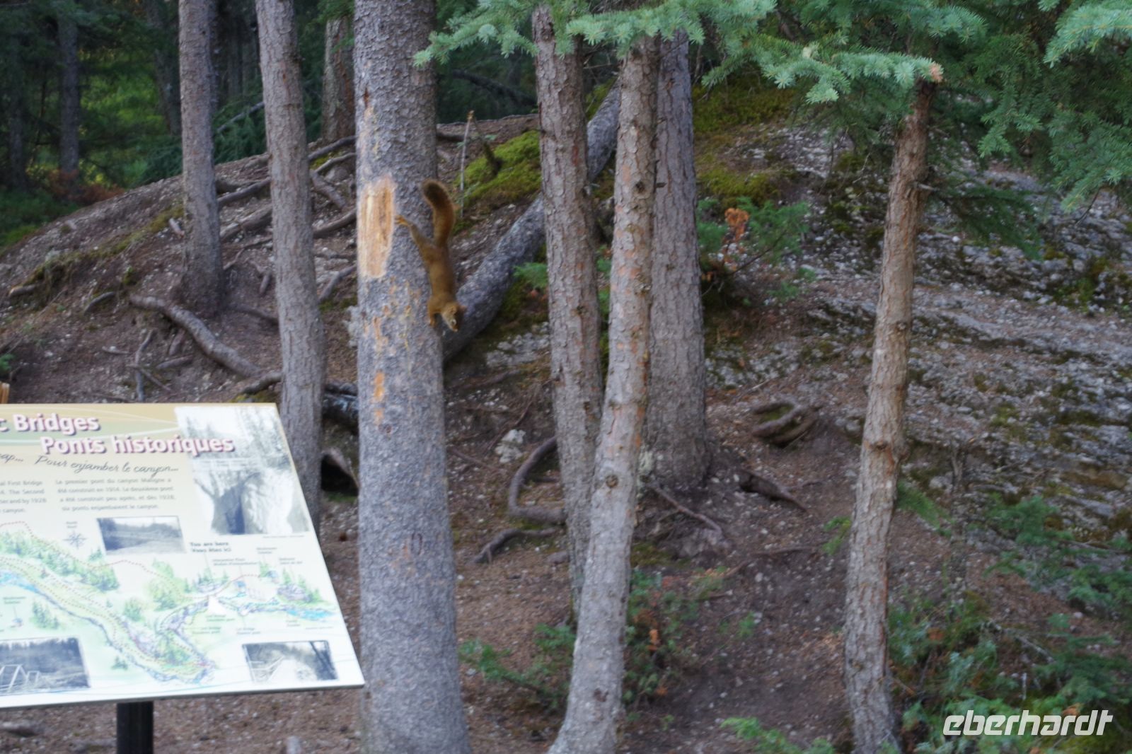 Eichho¨rnchen am Maligne Canyon