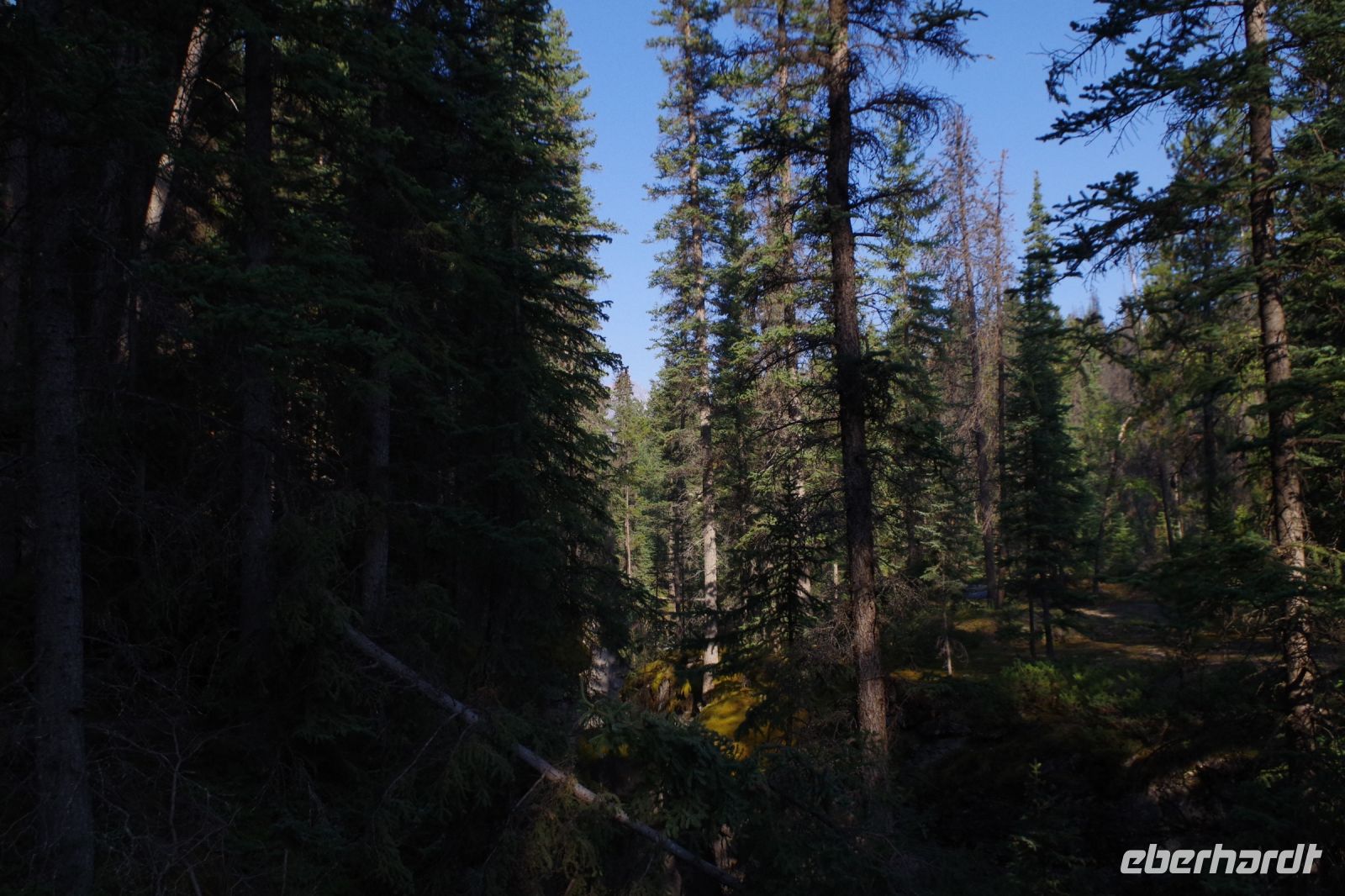Wald am Maligne Canyon 2