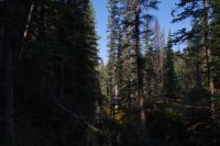 Wald am Maligne Canyon 2