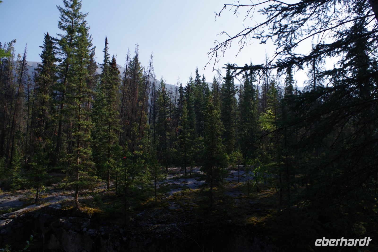 Wald am Maligne Canyon 3