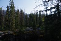 Wald am Maligne Canyon 3