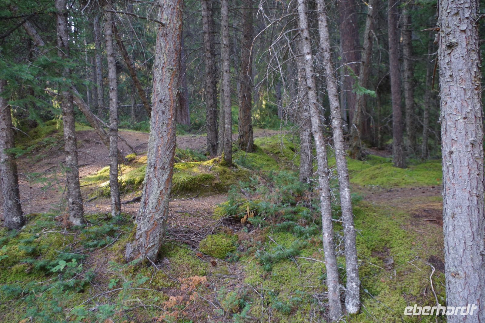 Wald am Maligne Canyon 4