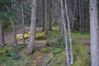 Wald am Maligne Canyon 4